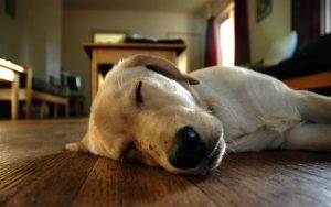 Animals_Dogs_Sleeping_dog_on_floor_020830_ (Small)